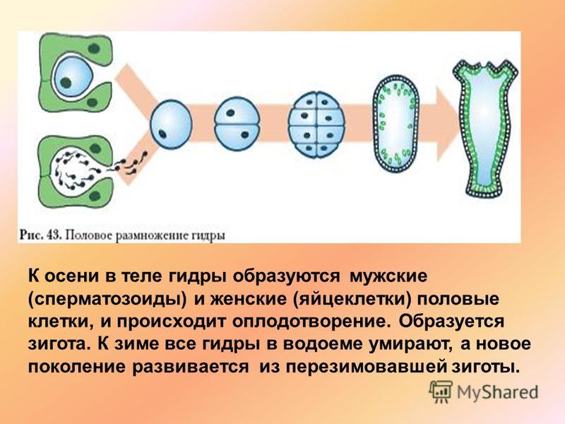 Kraken ссылка tg