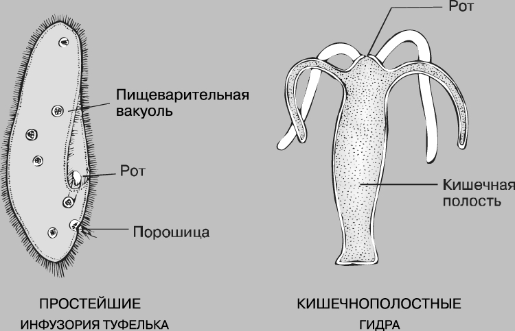 Кракен 12 сайт